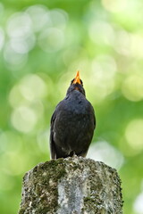 Eurasian blackbird aka The common blackbird or Turdus merula close-up portrait. Singing with open beak. Funny animal photo. Copy space.