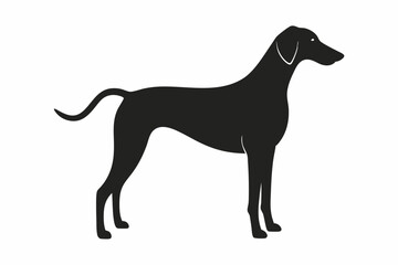 black dog isolated on white