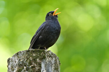 Eurasian blackbird aka The common blackbird or Turdus merula close-up portrait. Singing with open beak. Funny animal photo. Copy space.