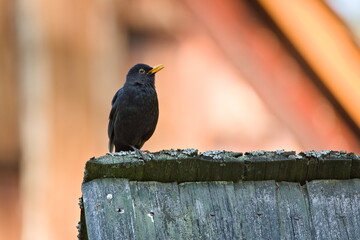 Turdus merula aka Eurasian or Common blackbird male close-up portrait. Common bird in Czech republic. Isolated on blurred background.