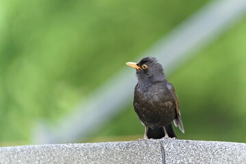 Turdus merula aka Eurasian or Common blackbird male close-up portrait. Common bird in Czech republic. Isolated on blurred background.