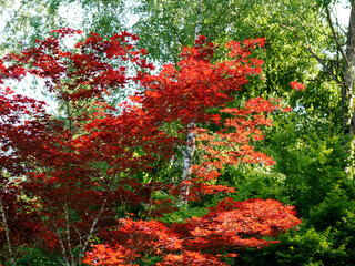 Japanese maple with his red leaves in french garden