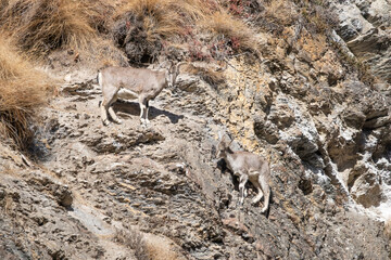 Two young blue sheeps on the steep mountain slope