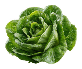 Fresh green lettuce harvesting in a garden food natural lighting view isolated on transparent background