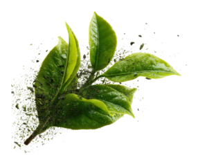 Dynamic green tea leaves floating in air nature high-quality creative concept isolated on transparent background