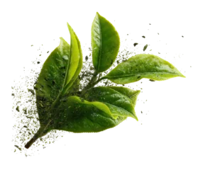 Dynamic green tea leaves floating in air nature high-quality creative concept isolated on transparent background