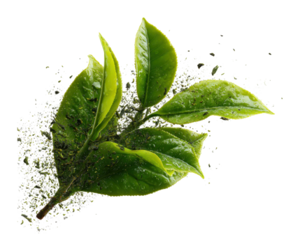 Dynamic green tea leaves floating in air nature high-quality creative concept isolated on transparent background
