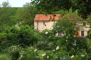 Fototapeta premium Old traditional Mediterranean cottage, covered with plants and flowers. 