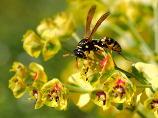 Macro of wasp (Polistes gallicus) seen from profile on euphorbe flower