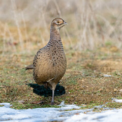 Ringneck Pheasant, Phasianus colchicus in the habitat