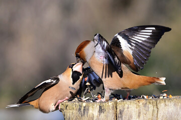 Fight Between Hawfinches (Coccothraustes coccothraustes) at a Bird Feeder in the Forest