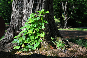 Poison Ivy vine growing up a tree