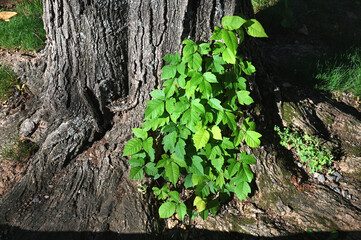 Poison Ivy vine growing up the side of a tree