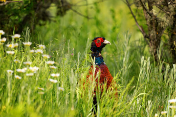 Common Pheasant in the Wild on a Beautiful Background. Close up