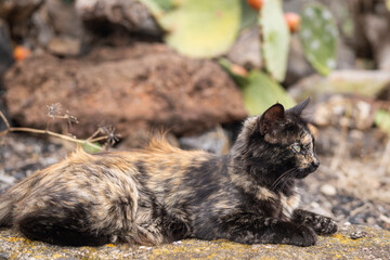 A tortoiseshell ginger-red cat is lying down on a cactus garden background. Feral cat (Felis catus), Tenerife. 