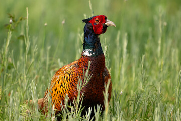 Common Pheasant in the Wild on a Beautiful Background. Close up