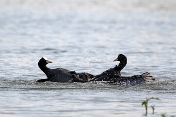 Coots Fighting Over Territory During Breeding Season