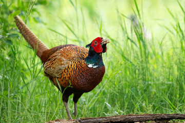 Common Pheasant in the Wild on a Beautiful Background
