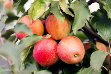 Obraz premium Red apples hanging from tree branches at sunny day and great harvest. Eco agriculture for business, trade and industry in organic garden. Fruits and green leaves on plantation on farm, outdoor