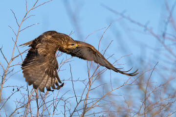 Common buzzard buteo buteo, in the wild.