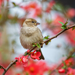 Female House Sparrow (Passer domesticus) Perched Among Delicate Sakura Blossoms. A songbird in the wild. Close up