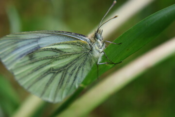 The green-veined white (Pieris napi) on a blade of grass