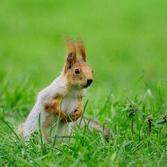 Red squirell Sciurus vulgaris in the wild. Green background