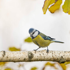 Bird Eurasian blue tit Cyanistes caeruleus in the wild. Songbird