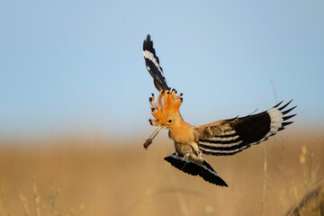Hoopoe (Upupa epops) in Flight Carrying Captured Insect in Its Beak