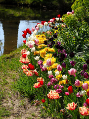 Close-up multicolor tulips (tulipa) near pond