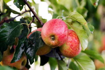 Growing plants for business, trade and industry. Red apples on tree, fresh fruits in organic plantation at autumn. Ripe harvest with green leaves on branch on eco farm, outdoor, copy space, mockup