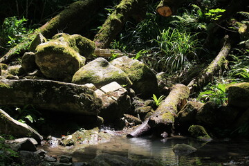 a pile of rocks and trees in the bed of a mountain stream