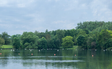 Many white swans in a beautiful lake in Germany, Göttingen, Kiessee