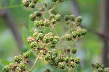 green blackberries in the middle of summer in the mountains