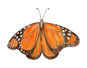 Monarch butterfly front view hand drawn watercolor illustration. Drawing of spotted exotic insect with colorful realistic texture wing. Perfect for summer card template and holiday season design.