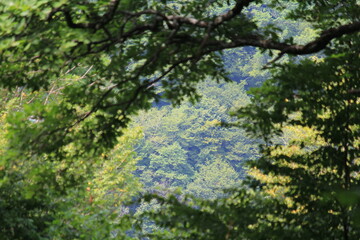 magic window in the green forest