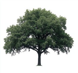 Obraz premium tree isolated on white background