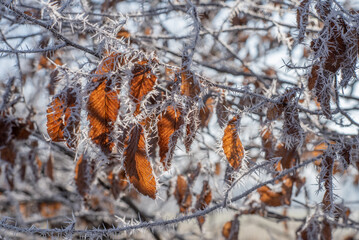 autumn leaves in the snow