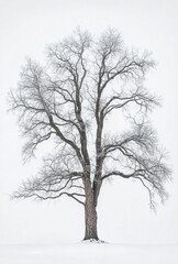 Fototapeta premium tree in winter