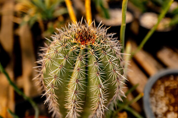 large cactus native to South America