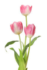 Fototapeta premium Beautiful pink tulips isolated on white. Spring flowers