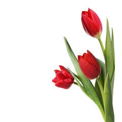 Beautiful red tulips isolated on white. Spring flowers