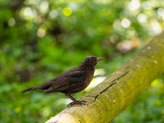 Bird on a branch