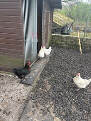 Chickens in yard