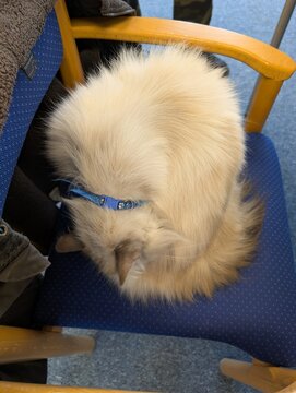 Wei&szlig;e Katze