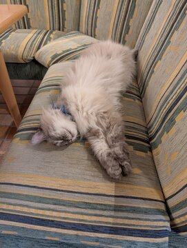 Wei&szlig;e Katze