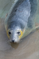 Head shot of a grey seal (halichoerus grypus) pup