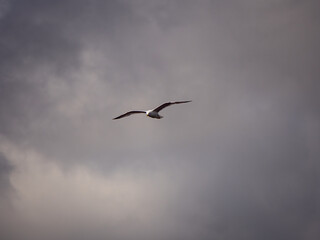 seagull in flight