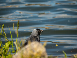 Bird on the bank of the river
