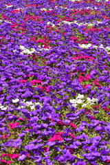 Obraz premium 長居植物園のペチュニア